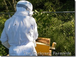 Swarm cells- The Backyard Farmwife