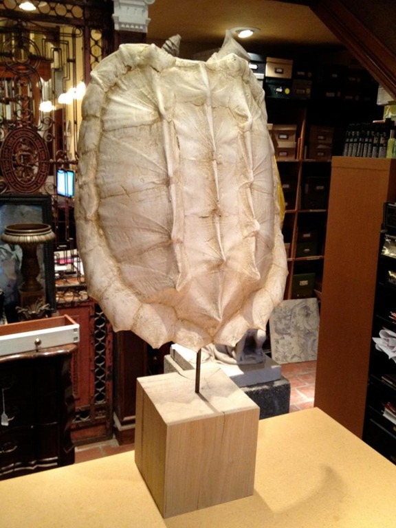 [turtle%2520shell%255B5%255D.jpg]