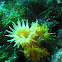 sun coral