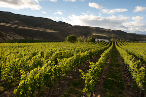 The Bald Hills vineyard looking to the South