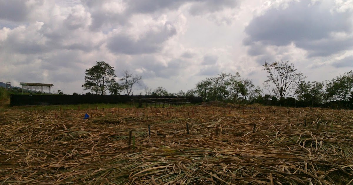 Macam-Macam Cerita: Bekerja di Sekincau, Lampung Barat