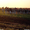 Albuera 1811-2011 PiotrZurek-710.jpg