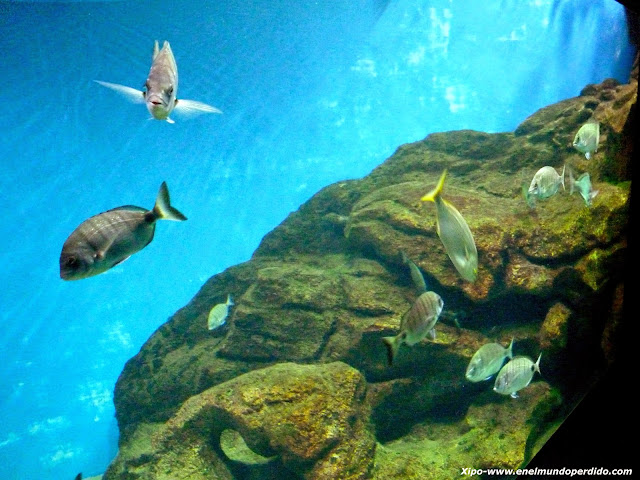 acuario-marino.JPG