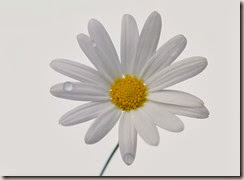 ca. 2001 --- White Daisy --- Image by © Royalty-Free/Corbis