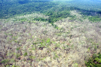180 hectares (450 acres) of rainforest in the Brazilian Amazon were defoliated using Agent Orange, reports IBAMA, Brazil's environmental law enforcement agency, 6 July 2011. IBAMA / mongabay.com