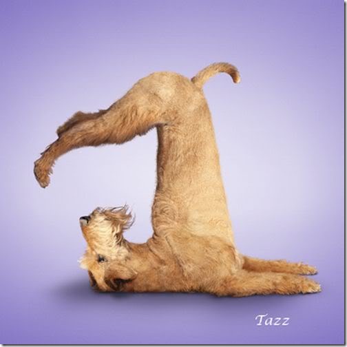Yoga-dogs-12