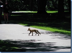 6513 Ottawa 1 Sussex Dr - Rideau Hall - a fox 6513 Ottawa 1 Sussex Dr - Rideau Hall - a fox