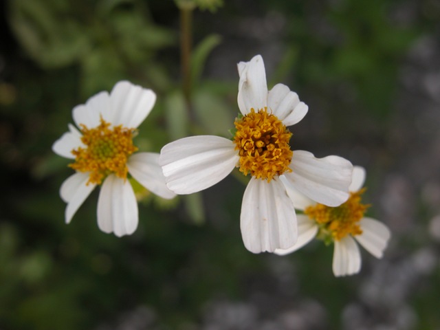 [Bidens%25203%255B3%255D.jpg]