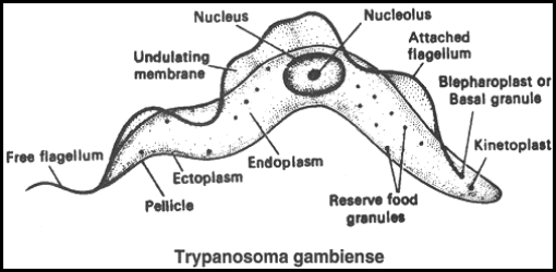 Trypanosoma_gambiense