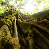 A sinuous ficus tree strangles its host in the Monte Verde Cloud Forest, Costa Rica.