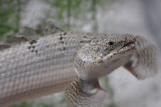DSC_0242.JPG
