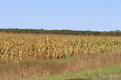 Sad looking corn