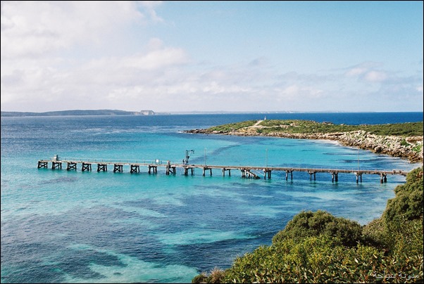 Kangaroo island Kangaroo island