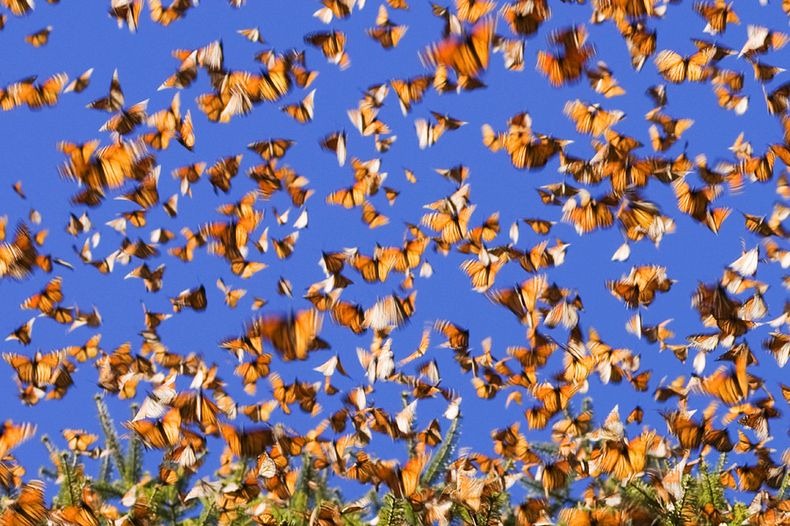 monarch-migration-17