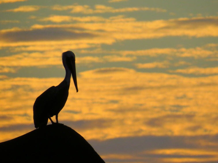 [Pelican4.jpg]