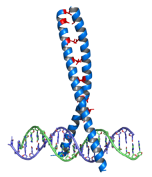 Leucine zipper Leucine zipper
