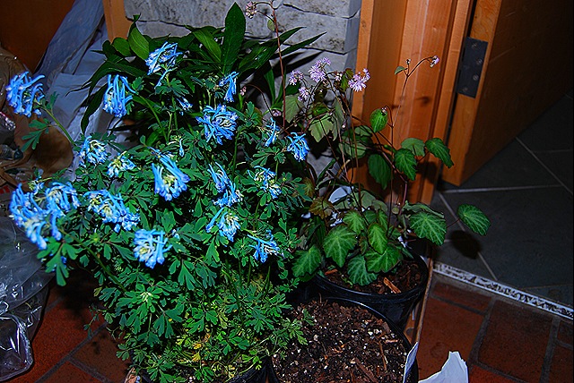 [DSC_0599%255B5%255D.jpg]