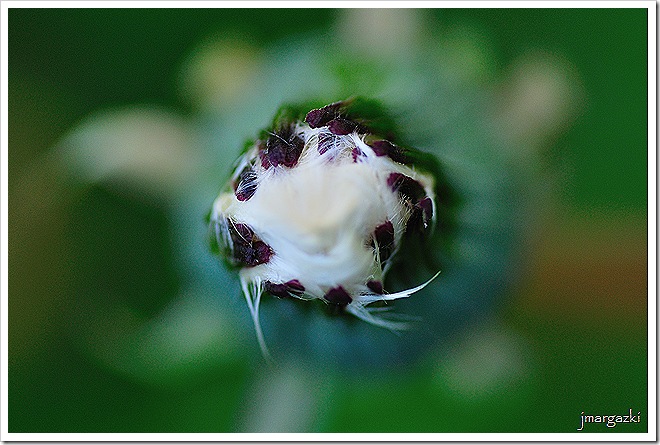 DSC_9066 DSC_9066