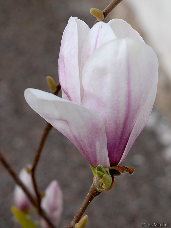 [_DSC0145f%255B4%255D.jpg]