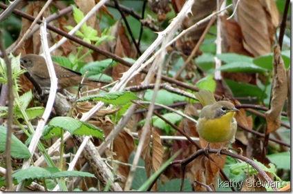 Young Common Yellowthroat and a House Wren!