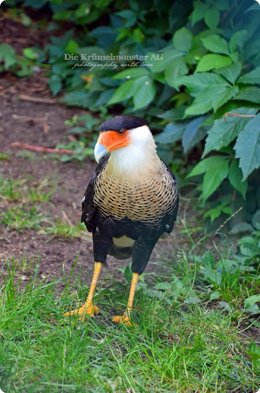 Zoo Frankfurt Karakara 150813