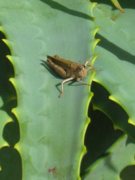Spotting Image 1