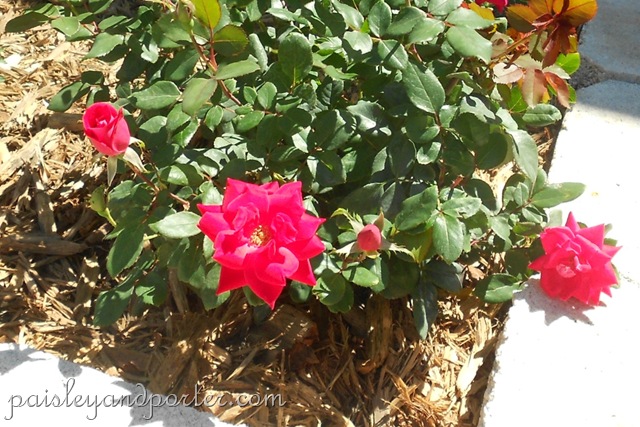 [DSCN1654-1%255B2%255D.jpg]