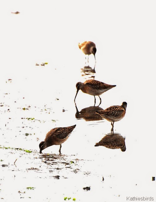 7. dowitchers-kab