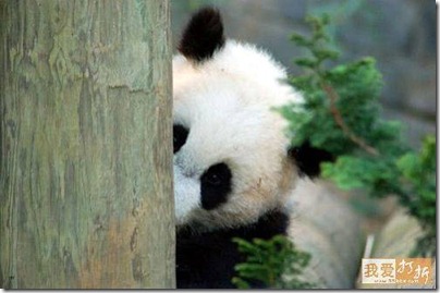 peekaboo panda