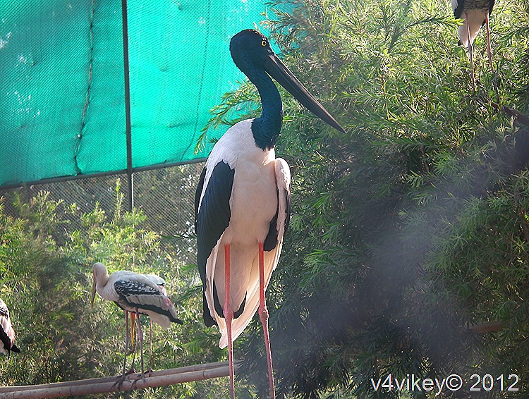 Large Painted Stork–Photographs