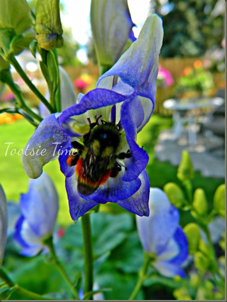 BeFunky_030.jpg BeFunky_030.jpg