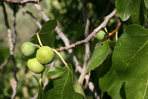 There are over 800 fig varieties.