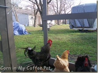 Chickens- acting strange 001 Chickens- acting strange 001