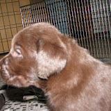 bruna labrador valpar 006.JPG