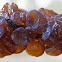 Black Witches' Butter