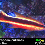 Liopropoma_eukrines.jpg
