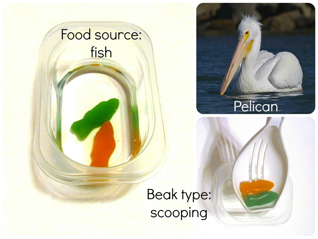 [pelican-beak-words-v2%255B1%255D.jpg]