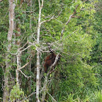 erster, wilder Orang-Utan gesichtet vom Boot aus