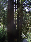 california_sequoia