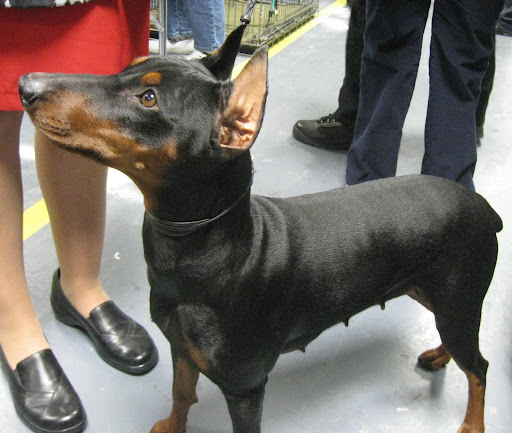 German Pinscher