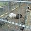  &ndash; Jugendfarm Moritzhof - Kaninchen