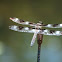 dragon fly