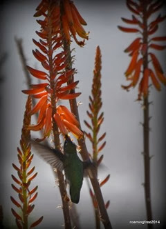 Little green hummingbird