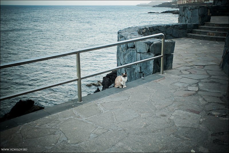 124 www.ychilov.ru foto tenerife.jpg