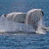 Humpback whale