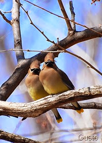 4. cedar waxwings oklahoma-gusto