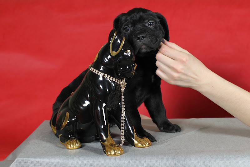 щенки кане корсо