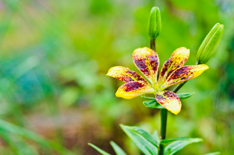 [may%2520flowers-1367%255B3%255D.jpg]