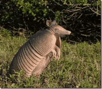 Giant Armadillo