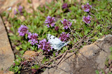 DSC_0334.JPG